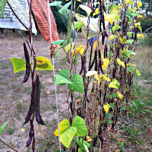 Heirloom Cherokee Trail of Tears beans, growing under prayer flags in last years meager garden