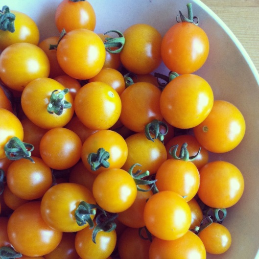 heirloom Sungold Cherry Tomatoes, seeds from Baker Creek