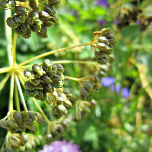 -open pollinated Giant of Italy parsley, ready for seed saving
