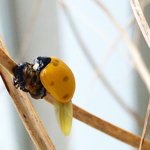 ladybug metamorphosis 